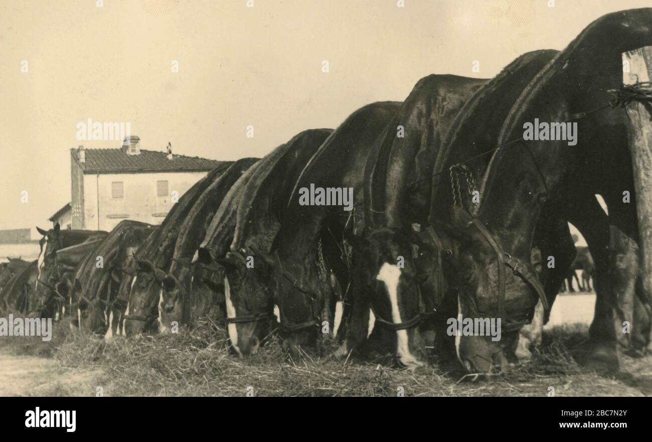 Horses aligned to eat, Italy 1940s Stock Photo
