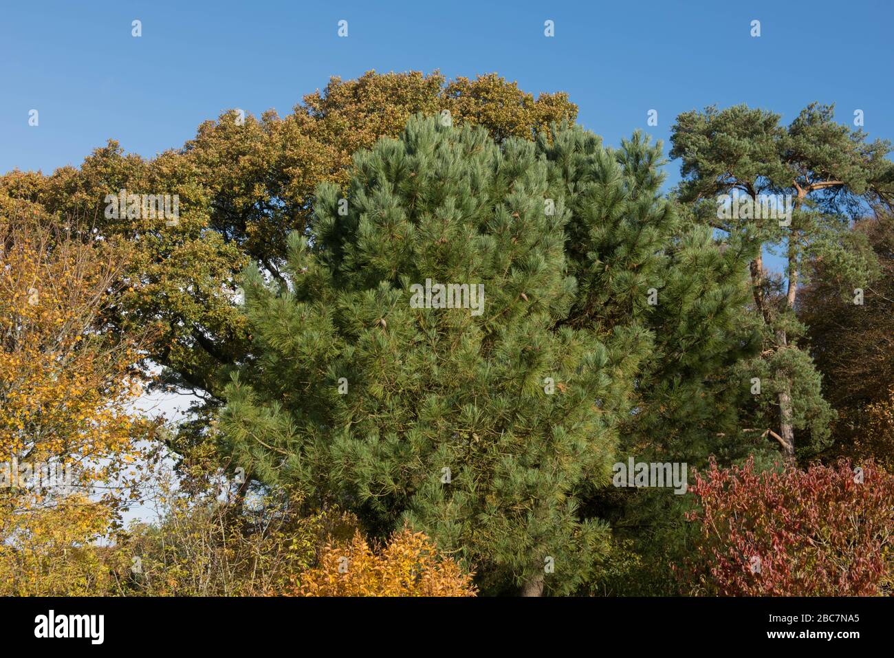 Green Foliage of the Evergreen Maritime or Cluster Pine Tree (Pinus pinaster) with a Bright Blue Sky Background in a Woodland Garden Stock Photo
