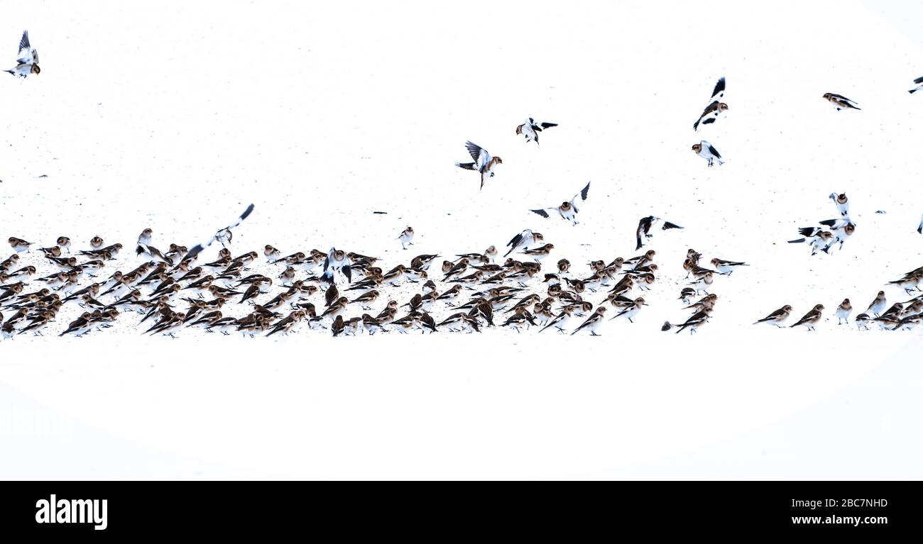 Flock of Snow Bunting (Plectrophenax nivalis) feeding on seed in the snow, northern Iceland Stock Photo