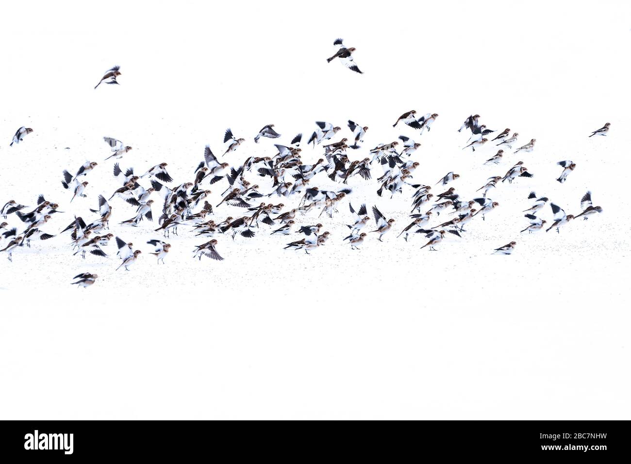 Flock of Snow Bunting (Plectrophenax nivalis) feeding on seed in the snow, northern Iceland and taking flight Stock Photo