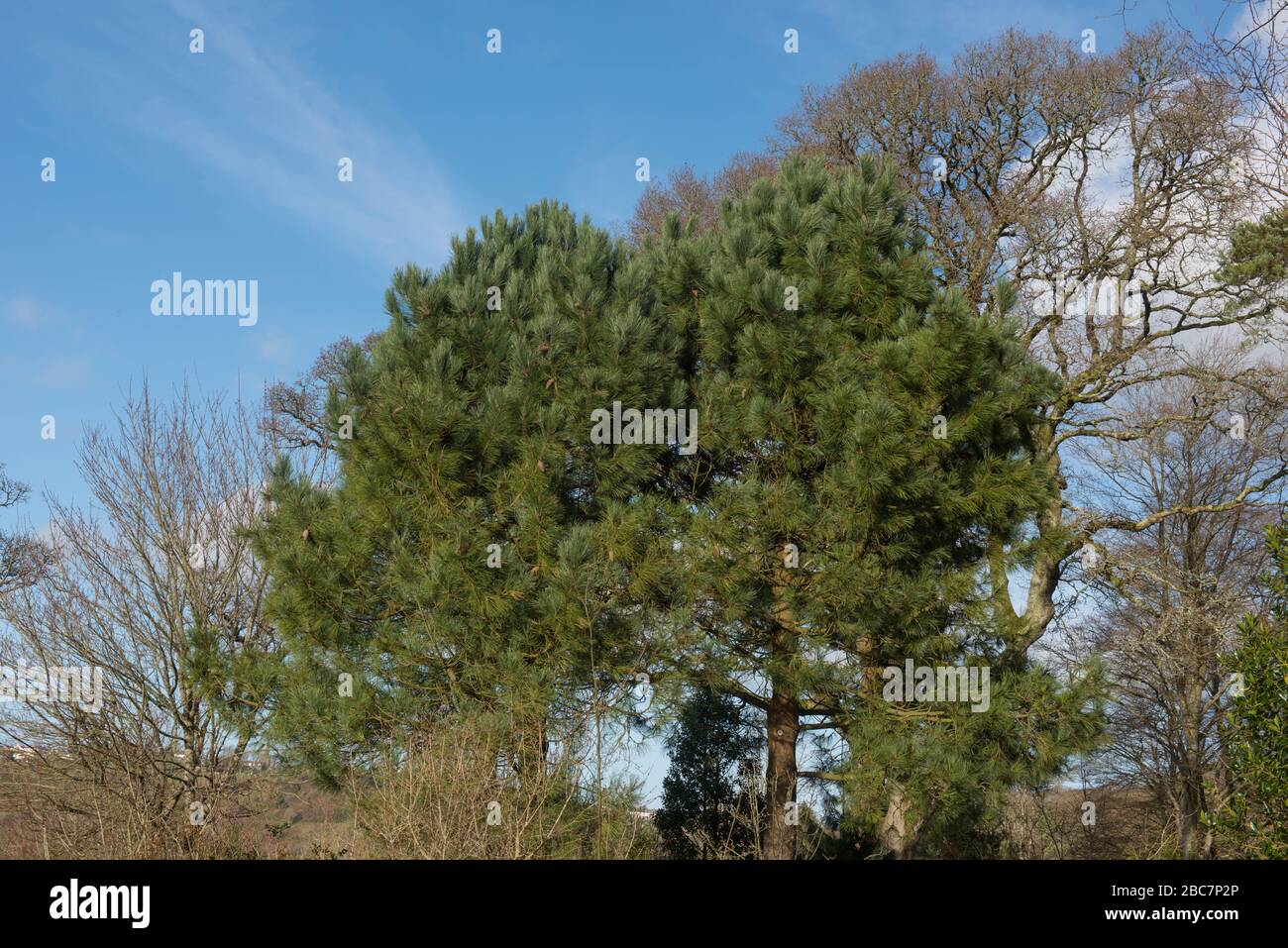 Green Foliage of the Evergreen Maritime or Cluster Pine Tree (Pinus pinaster) with a Bright Blue Sky Background in a Woodland Garden Stock Photo