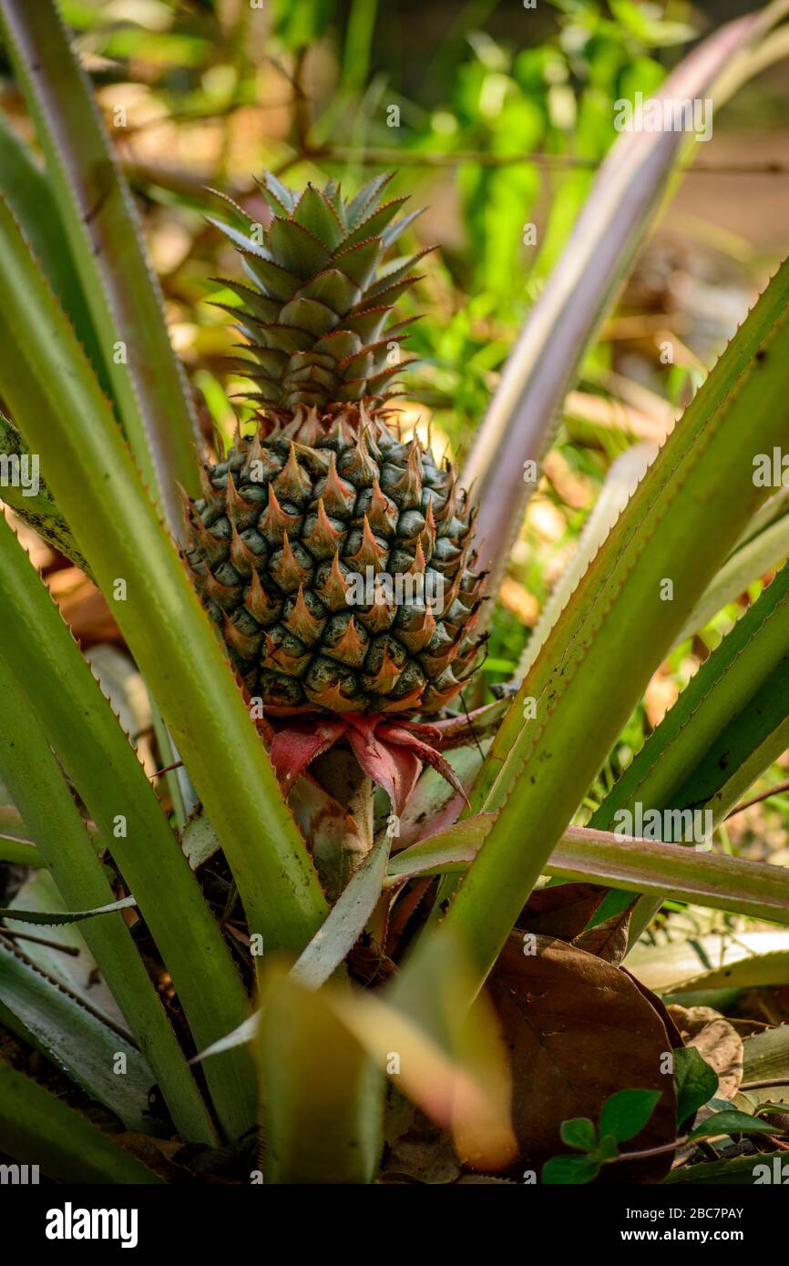 Pineapple bush hires stock photography and images Alamy