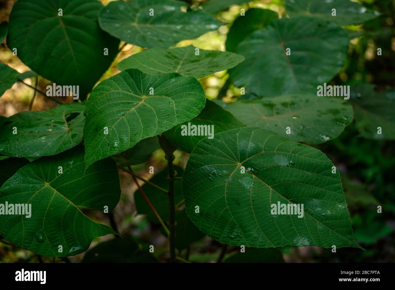 Macaranga peltata leaves Stock Photo