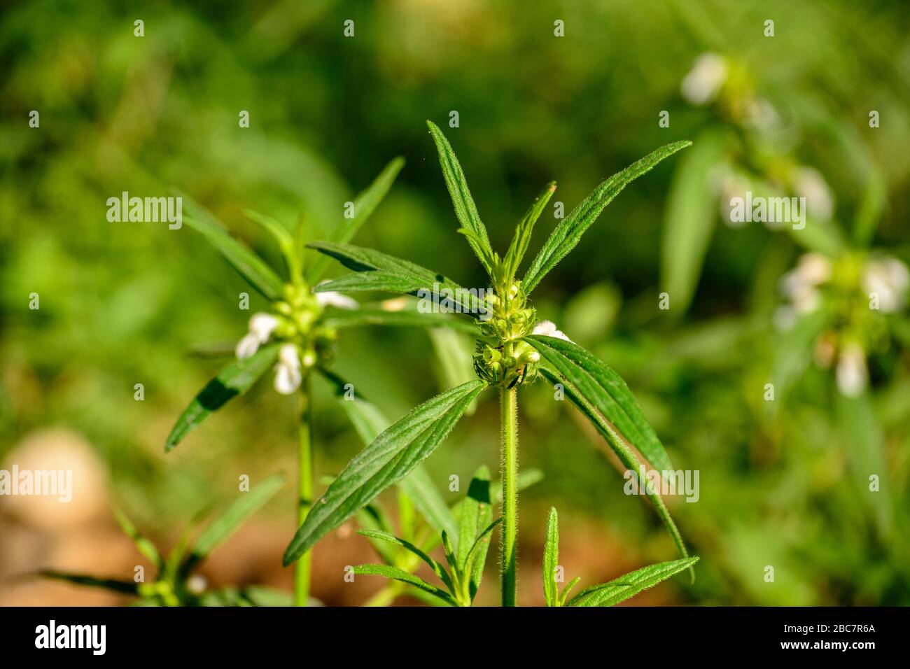 Leucas aspera plant flowers India Stock Photo