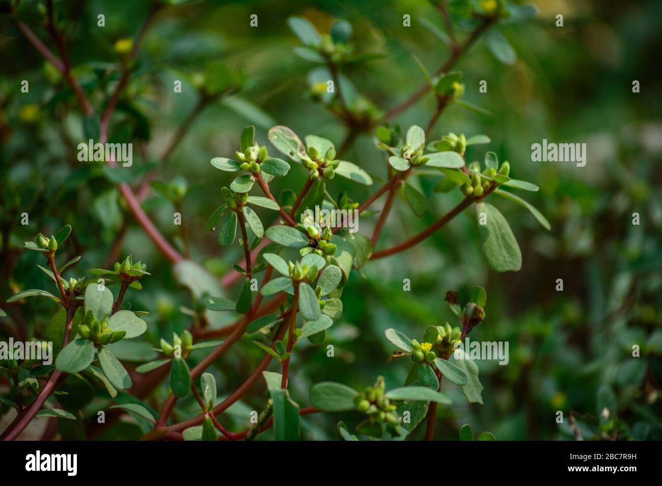 Common purslane or pigweed, Portulaca oleracea Stock Photo