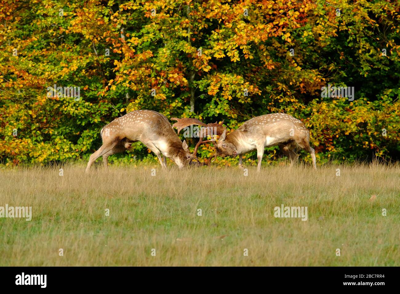 two fallow deer stags rutting in autumn. Stock Photo