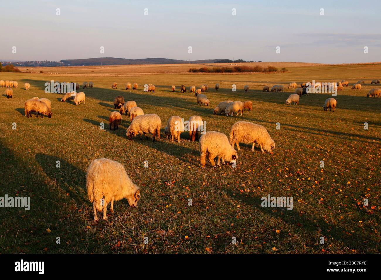 Sheeps in Bucovina region, Romania Stock Photo