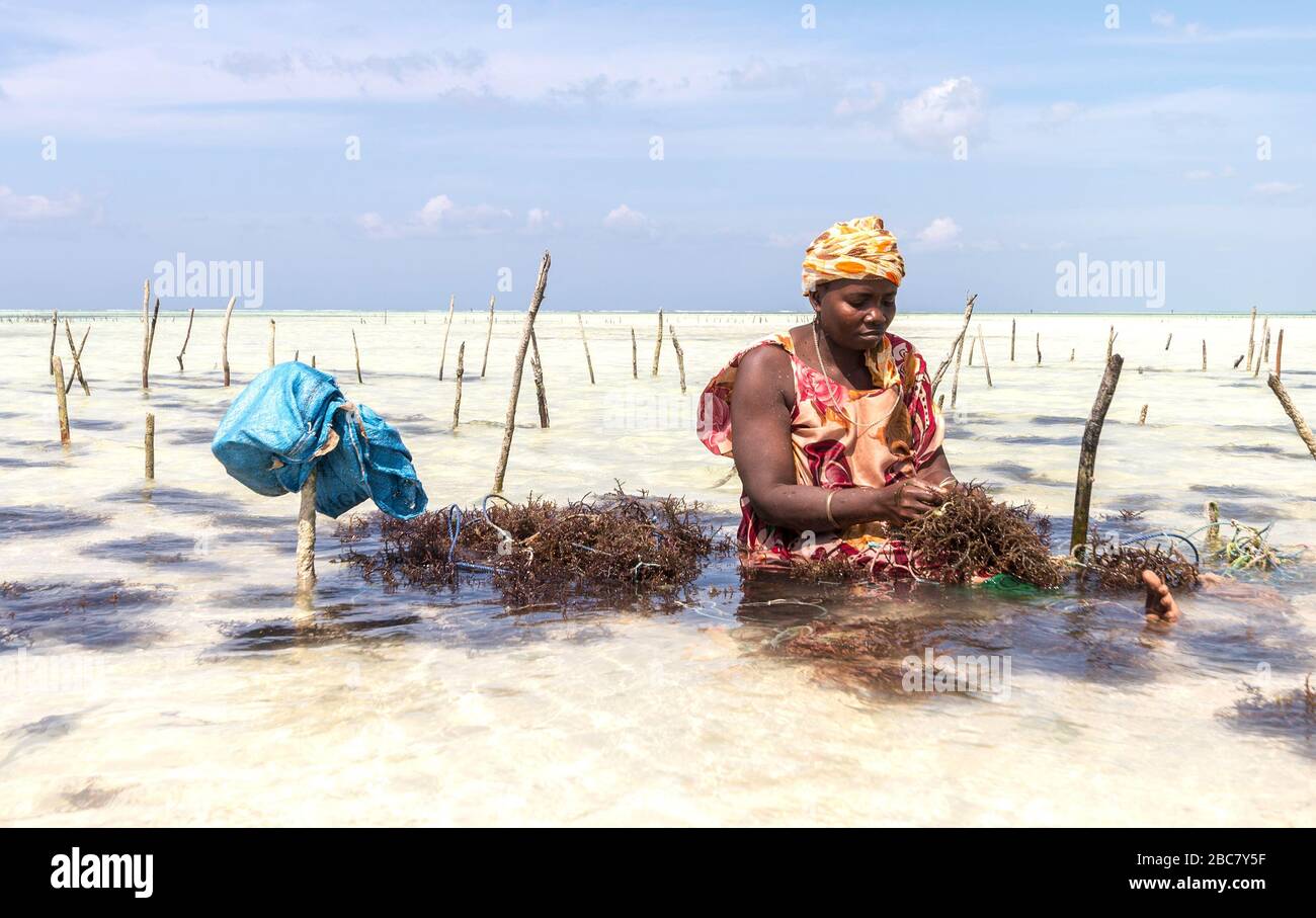 Woman working in sea weed plantation Zanzibar, Tanzania Stock Photo