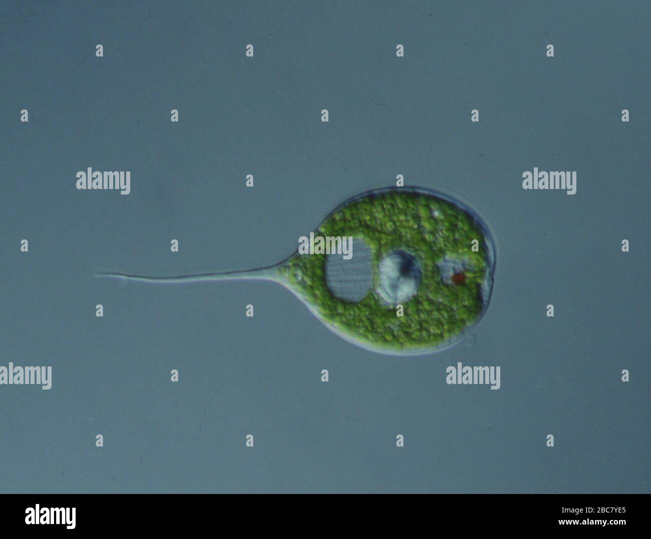 Flagella algae hires stock photography and images Alamy