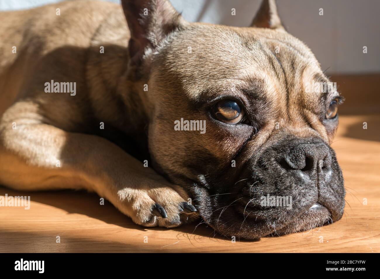 Page 2 Bored Bulldog High Resolution Stock Photography And Images Alamy