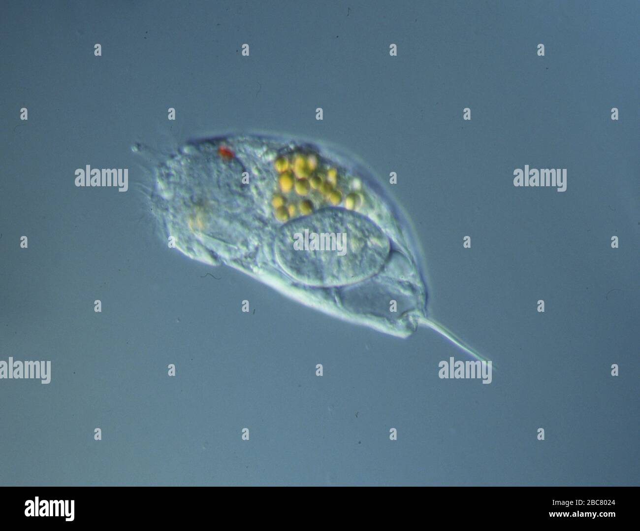 Rotifers swim in the water under the microscope Stock Photo - Alamy