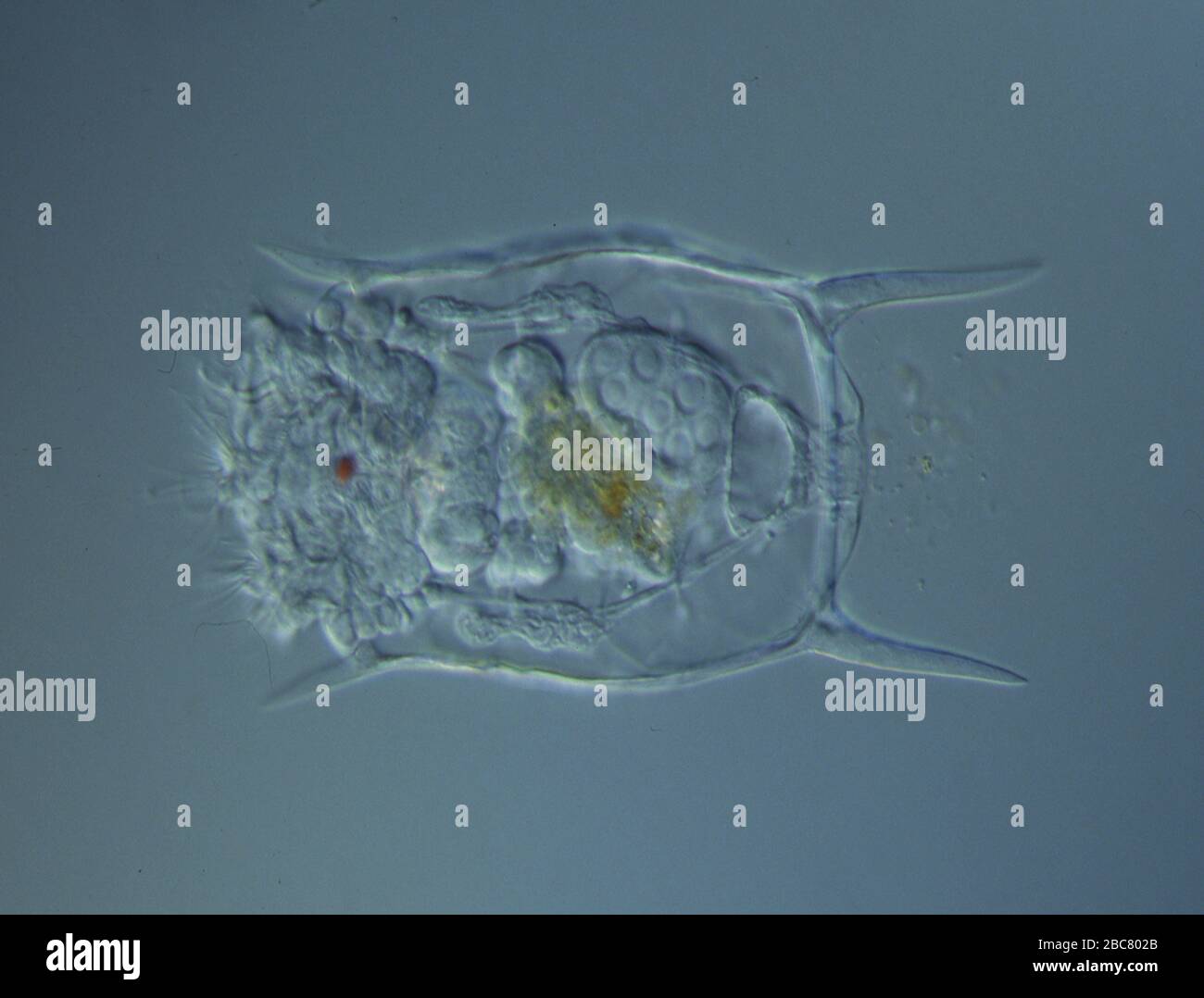 Bacteria microscope pond water hi-res stock photography and images - Alamy