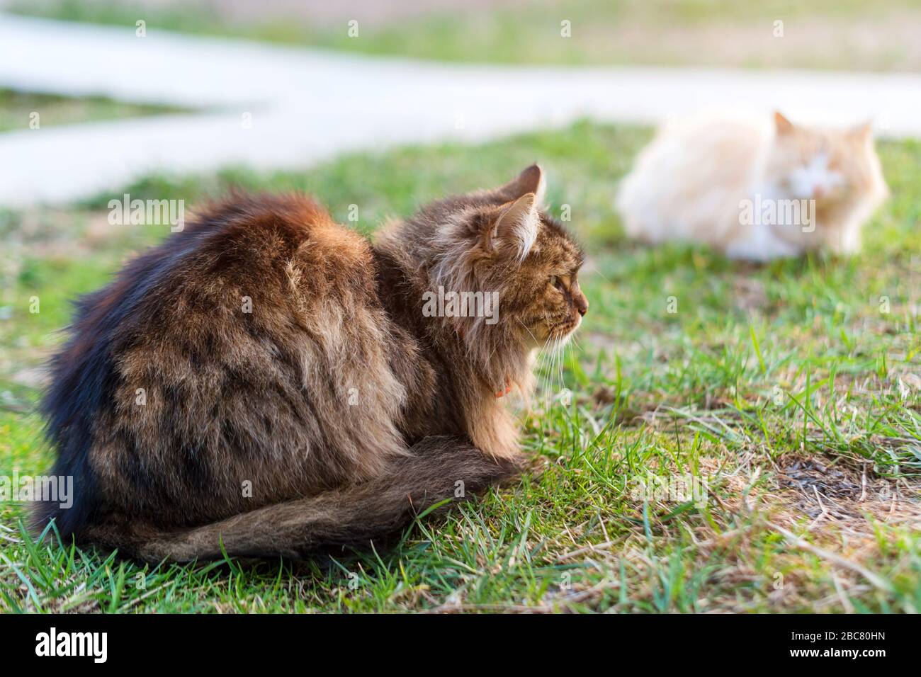 Two cats sitting on green grass. Stray cats outdoors. Animals, pets in the park Stock Photo