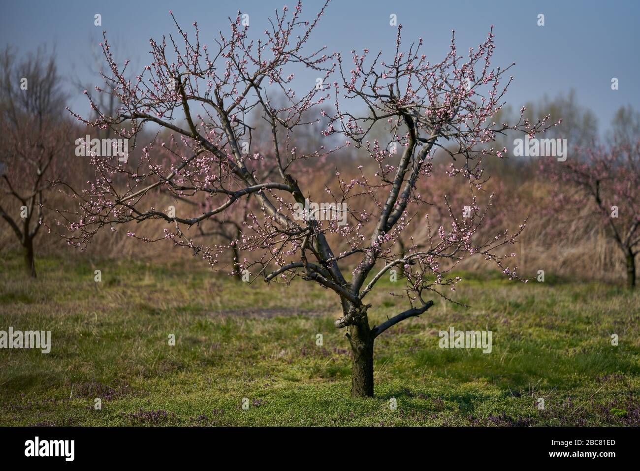 Budding peach trees blossom Stock Photo Alamy