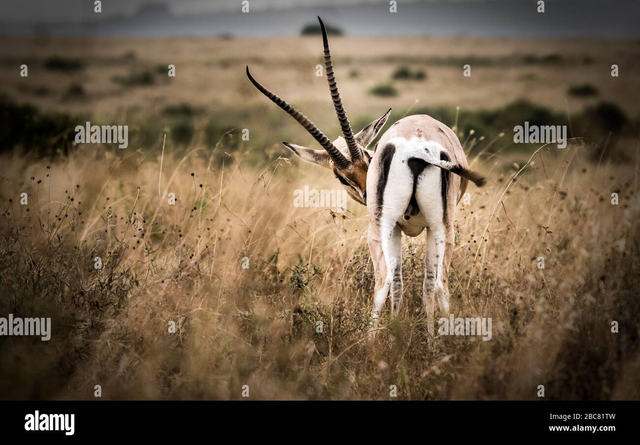 Animal horns on an herbivore Stock Photo Alamy