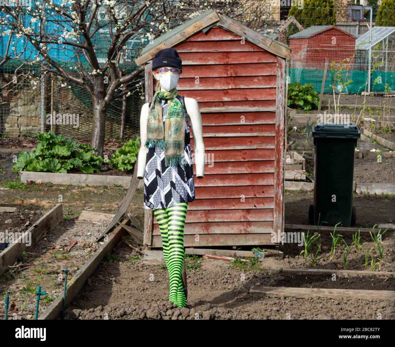 Edinburgh, UK. 3rd Apr 2020. Covid-19 - Restalrig railway path, Edinburgh. Restalrig railway path, Edinburgh, Midlothian, UK. , . Pic shows: In Leith, Edinburgh, even the scarecrows in the allotments are not only stylish but wearing protective masks. Credit: Ian Jacobs/Alamy Live News Stock Photo