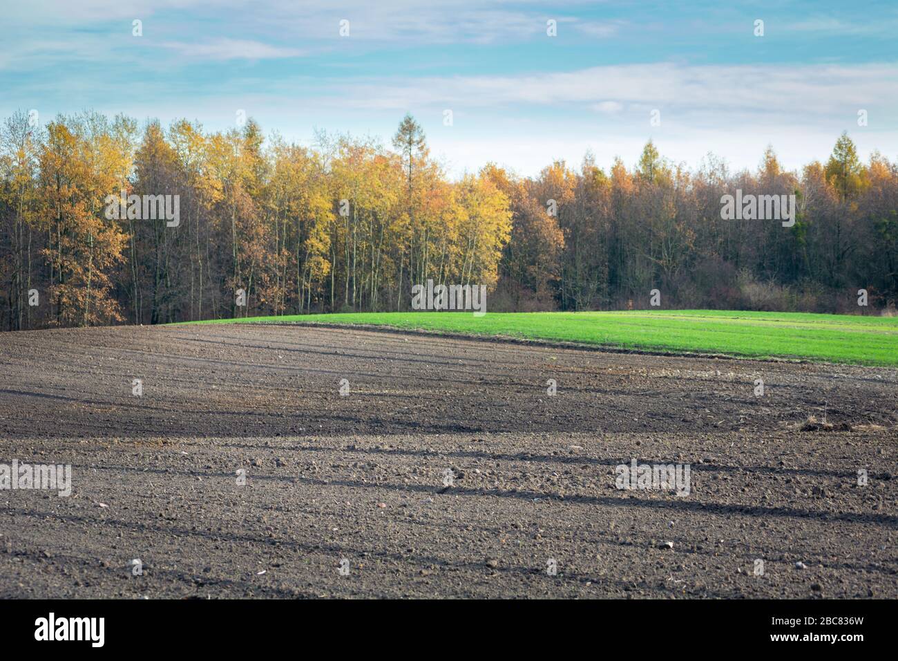 Plowed hilly fields, autumn forest and sky, focus in the foreground Stock Photo