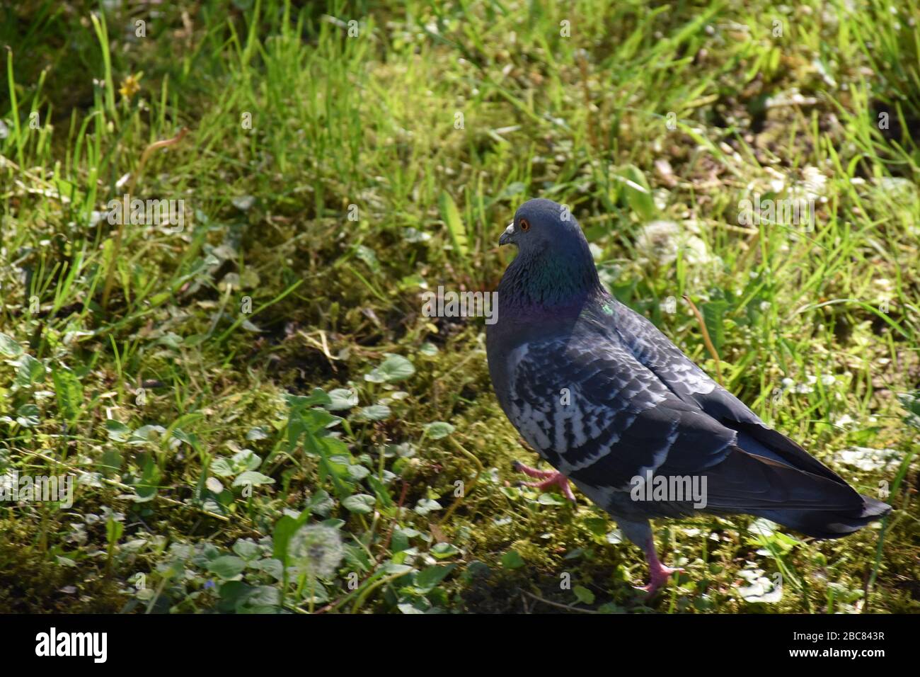 A pigeon walks across a field of daisies and grass Stock Photo