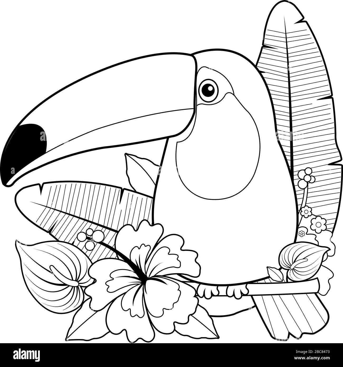 Toucan Bird Black And White Stock Photos Images Alamy