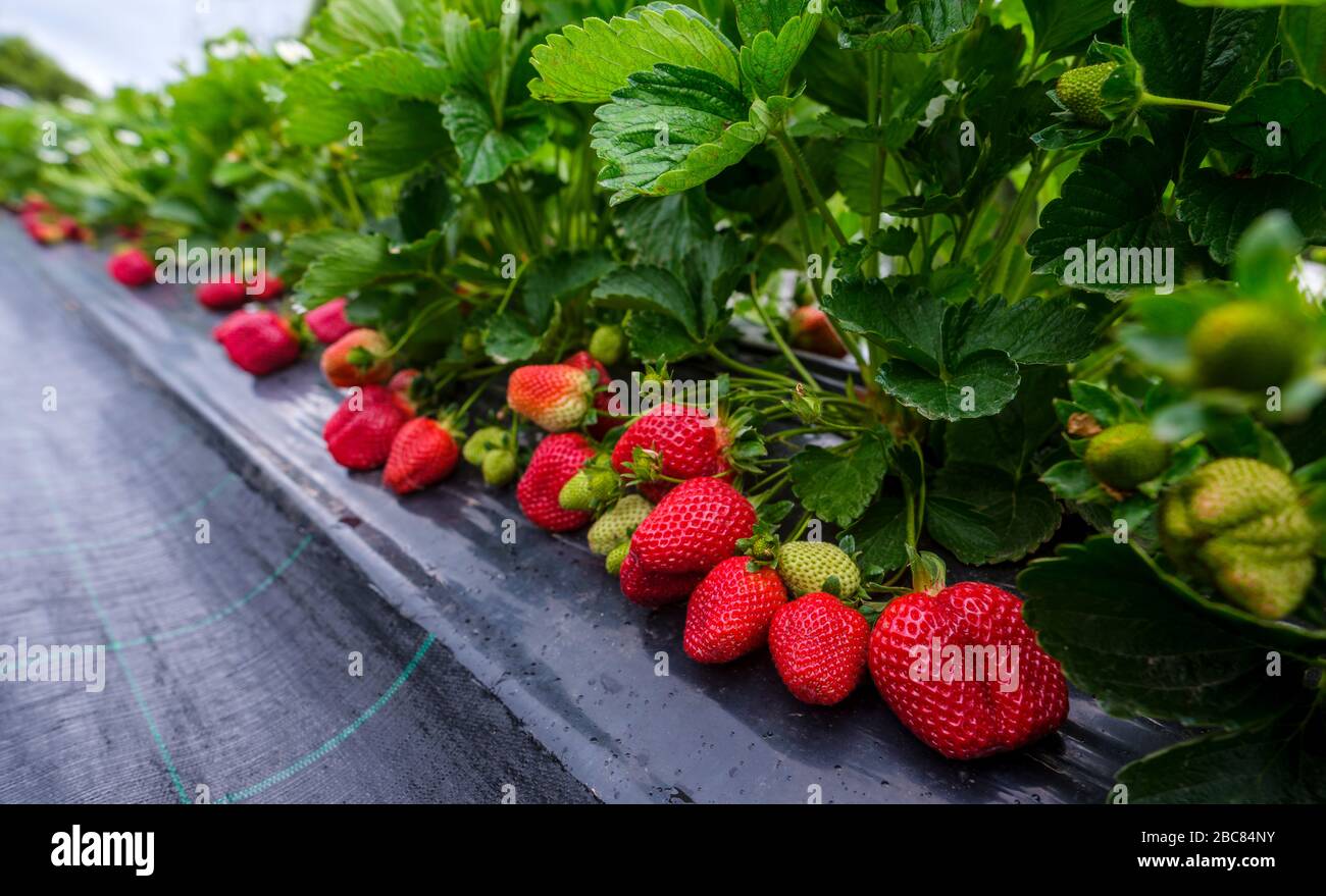 Grown in greenhouses hi-res stock photography and images - Alamy