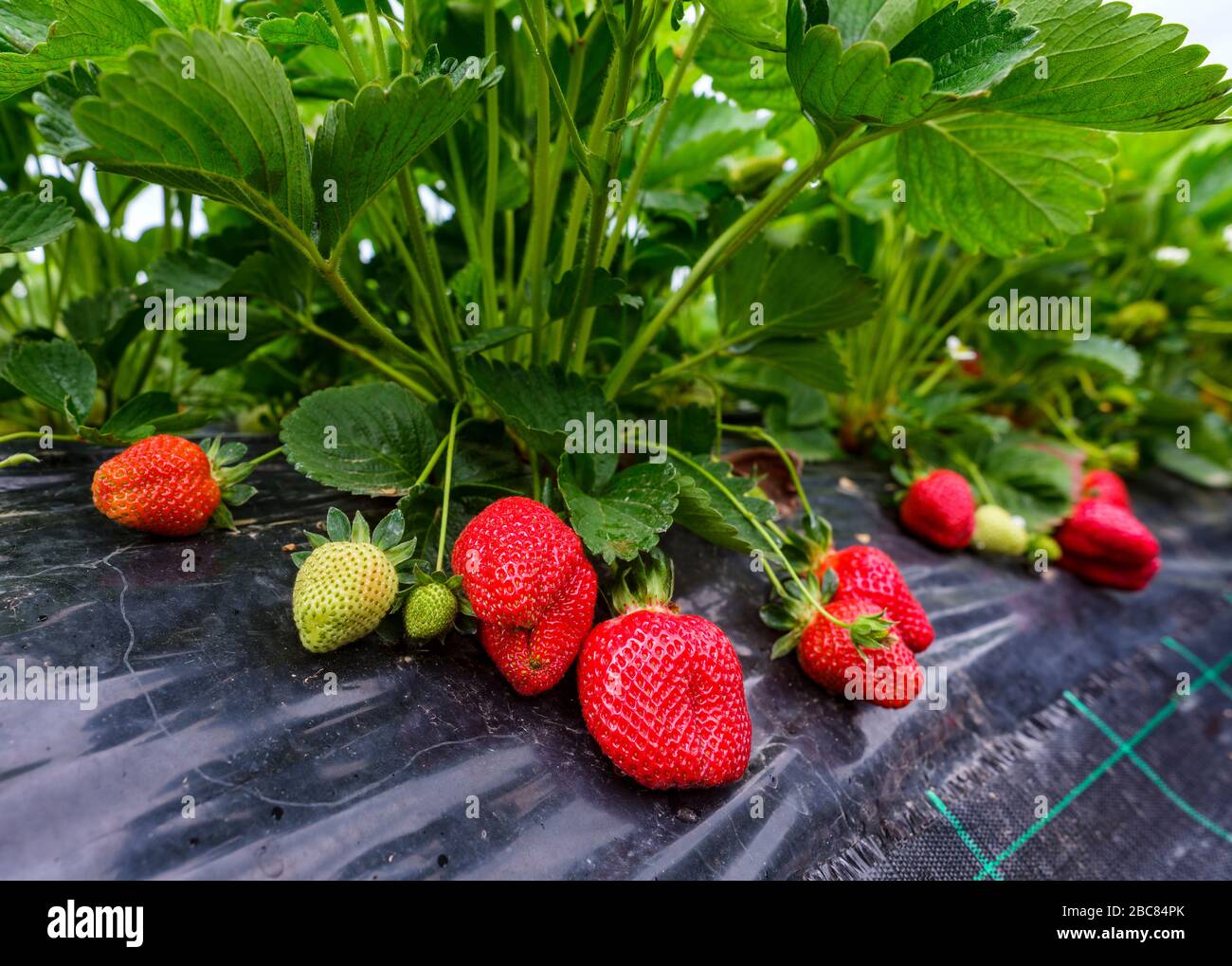 Hanging basket strawberries hi-res stock photography and images - Alamy