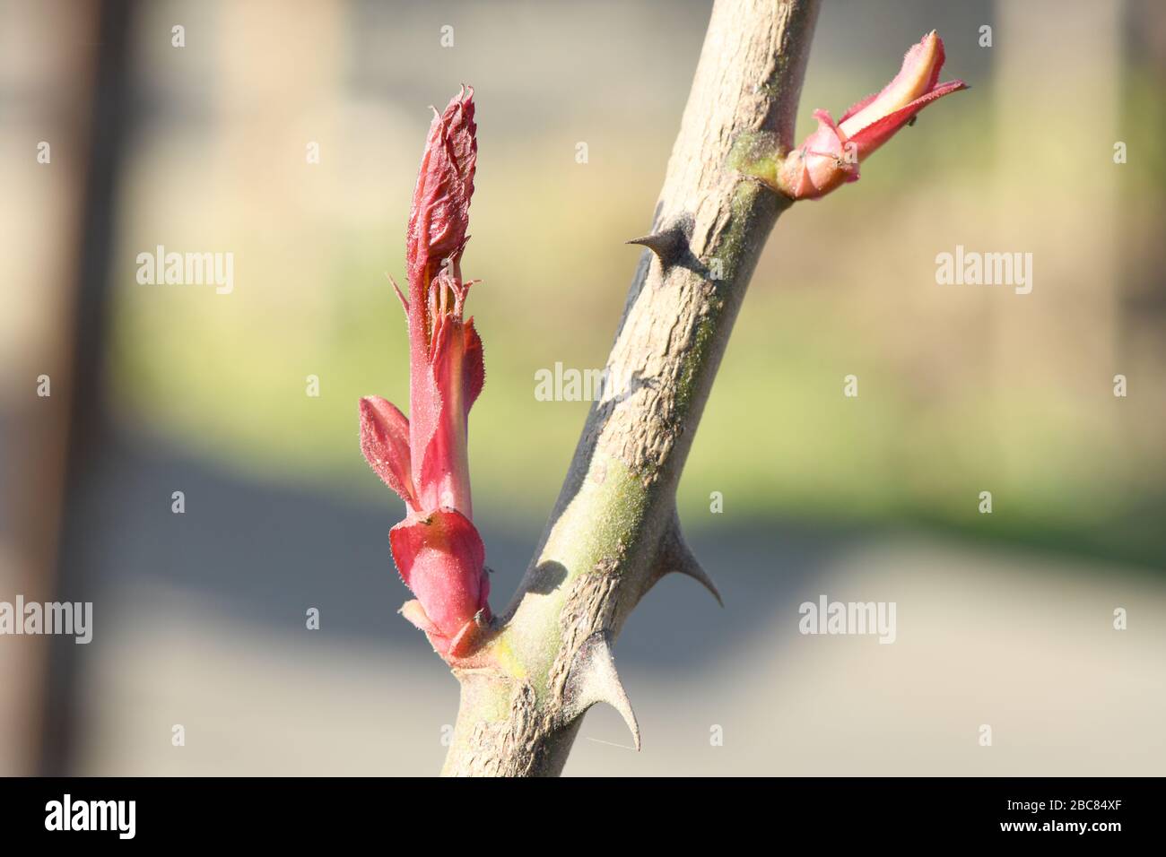 New rose bush leaves growing in spring. Fragile young sprouts of the