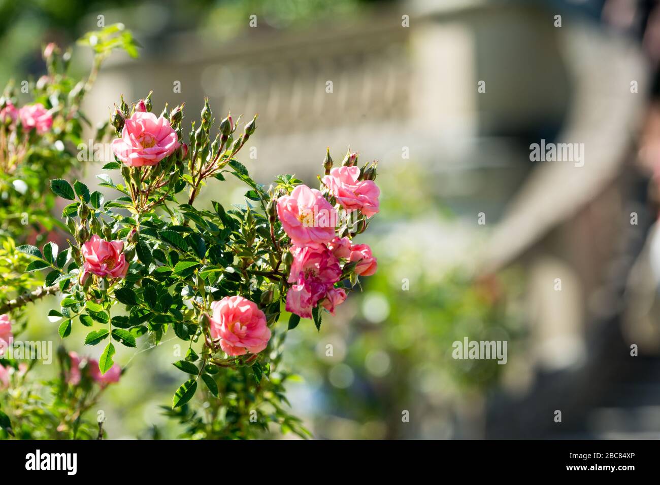 Blossoms on the island mainau hi-res stock photography and images - Alamy