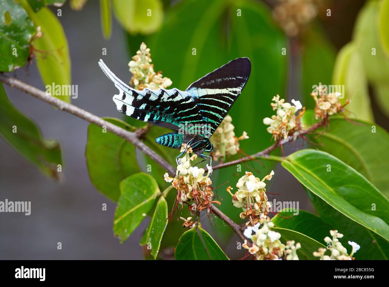 butterfly, URANIA SWALLOWTAIL MOTH, Urania leilus, ORINOCO DELTA
