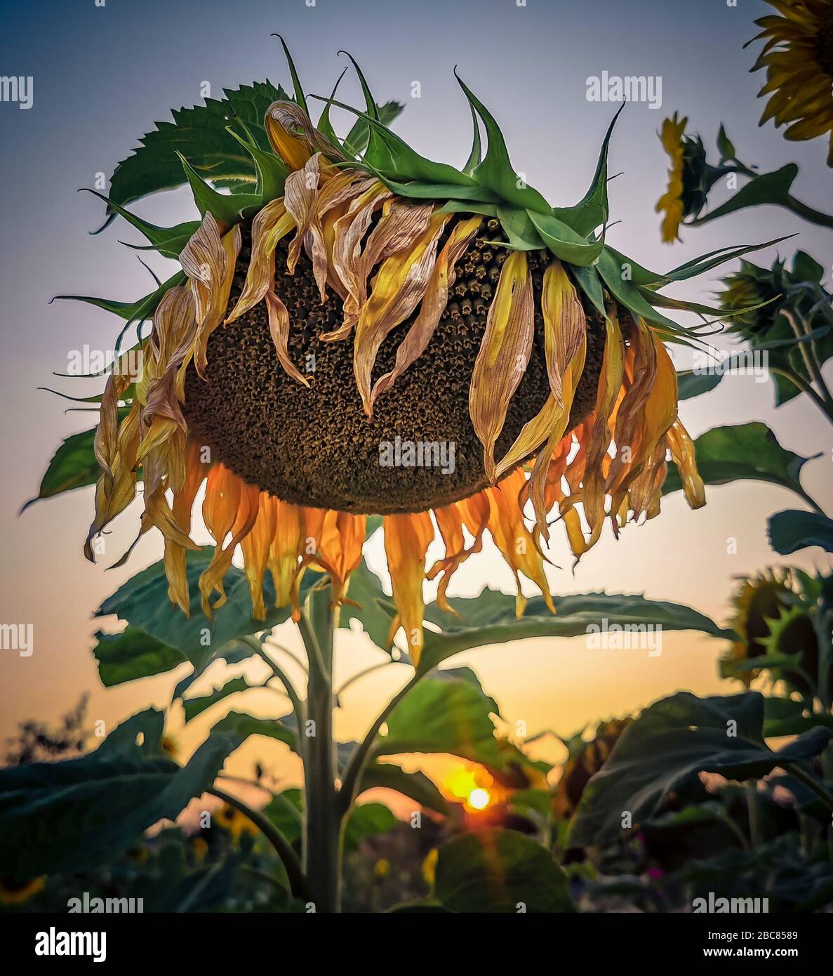 Sunflower in the sunset Stock Photo