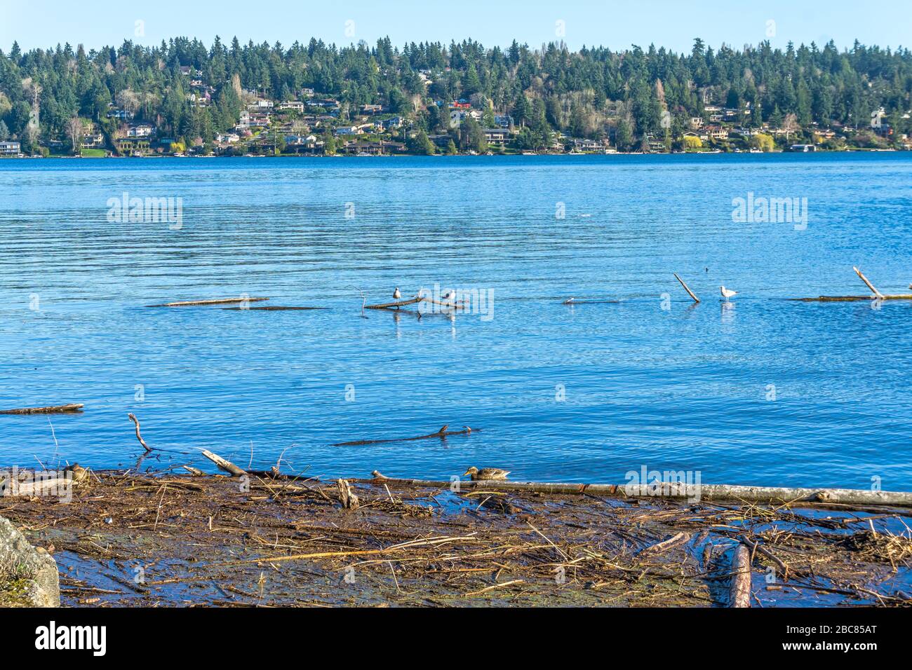 A view of waterfront Mercer Island homes on Lake Washington Stock Photo