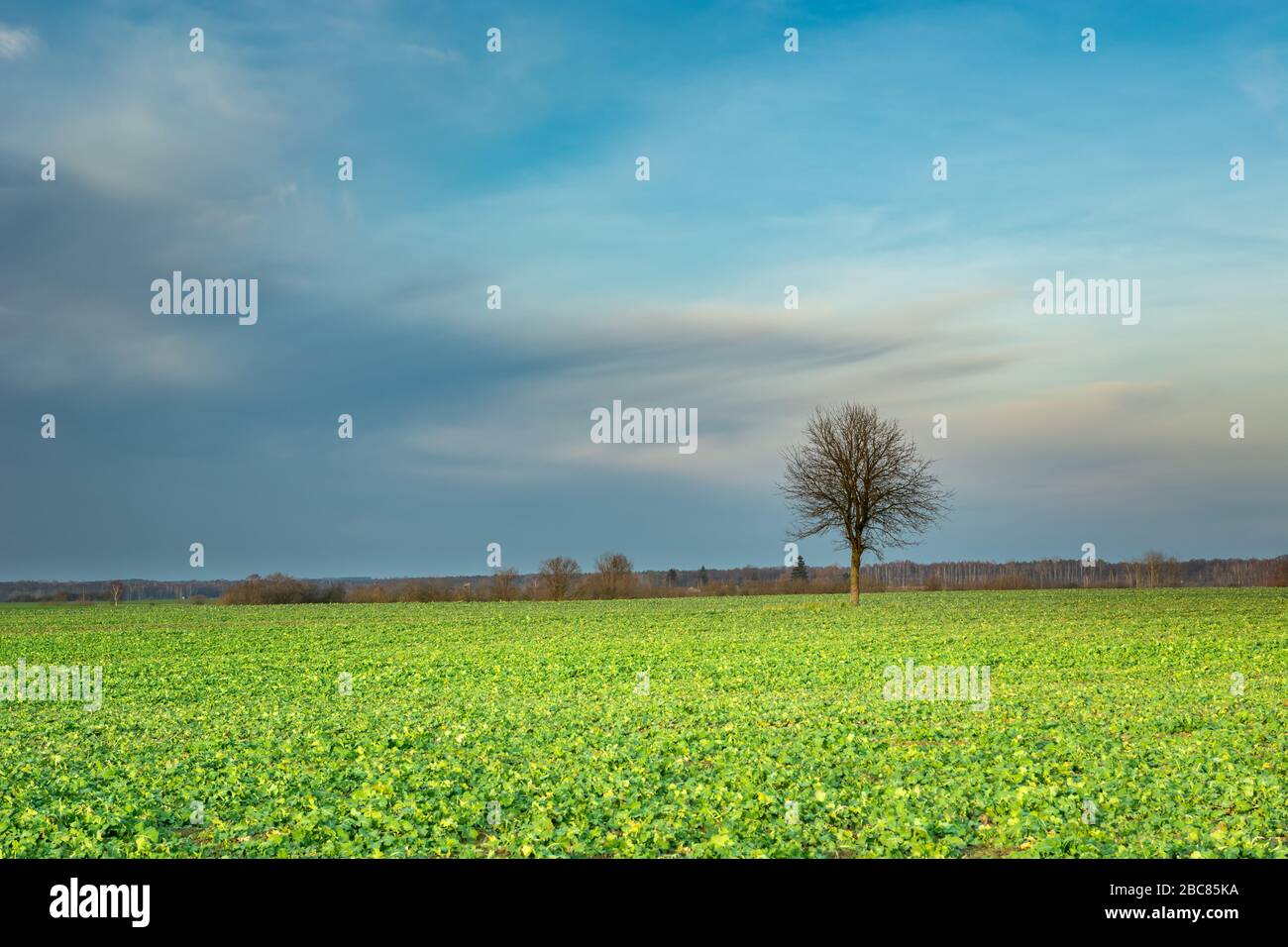 Lonely tree without leaves in a green field and beauty clouds on the