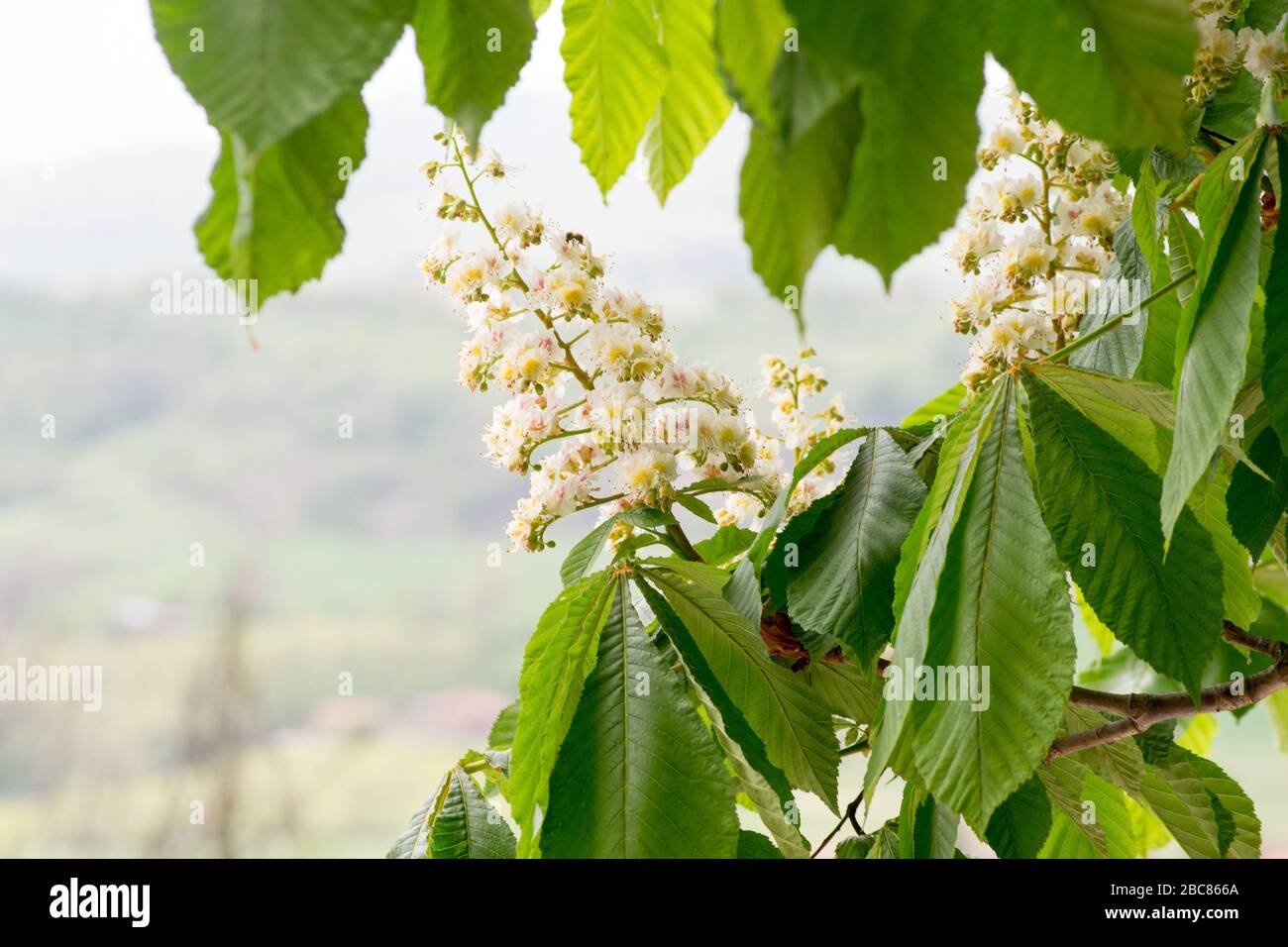 A green branch of a horse chestnut tree full of fresh white flowers just budded in spring time in Italy Stock Photo