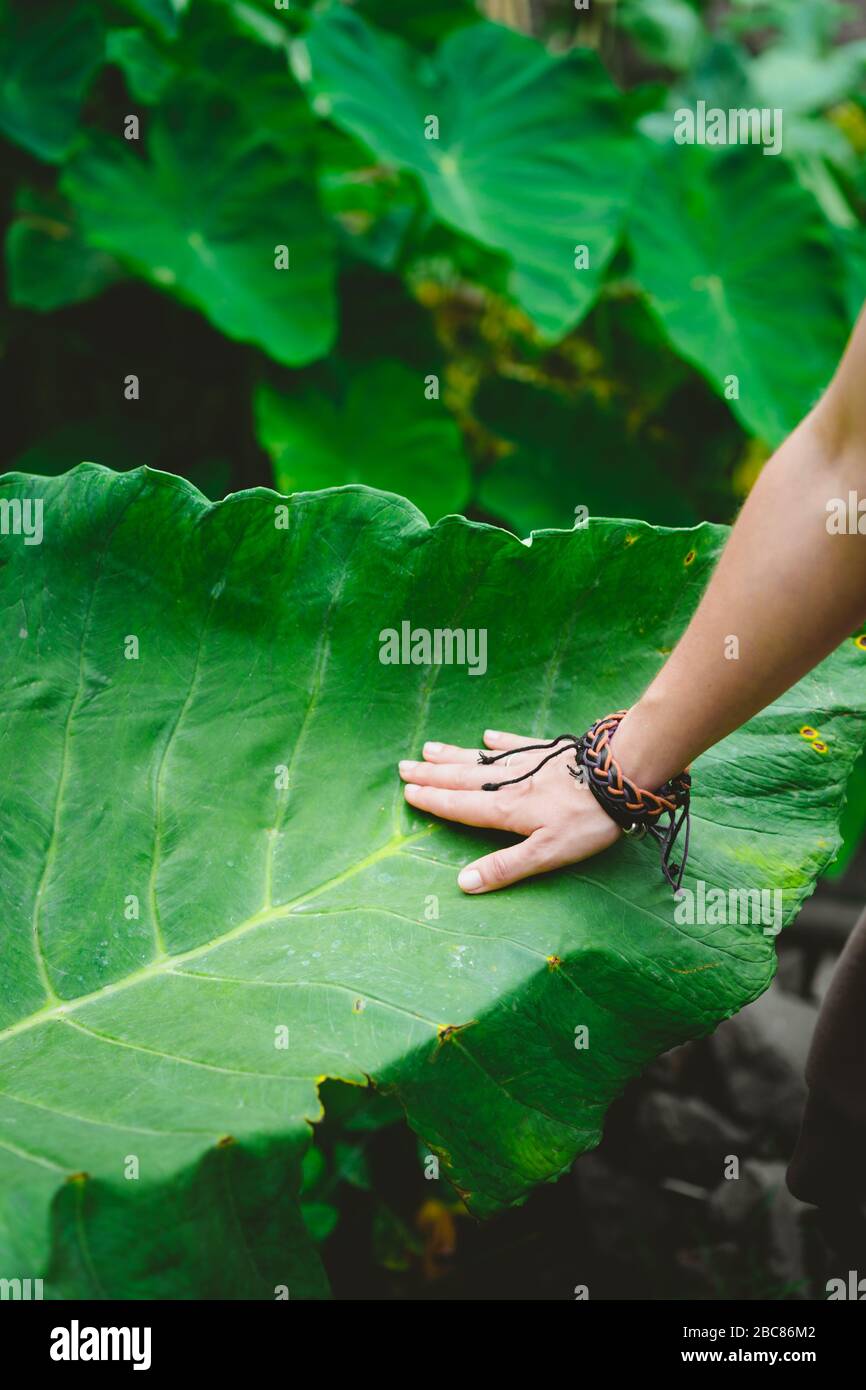 Female hand stroking touching huge lotus leaf. Stock Photo