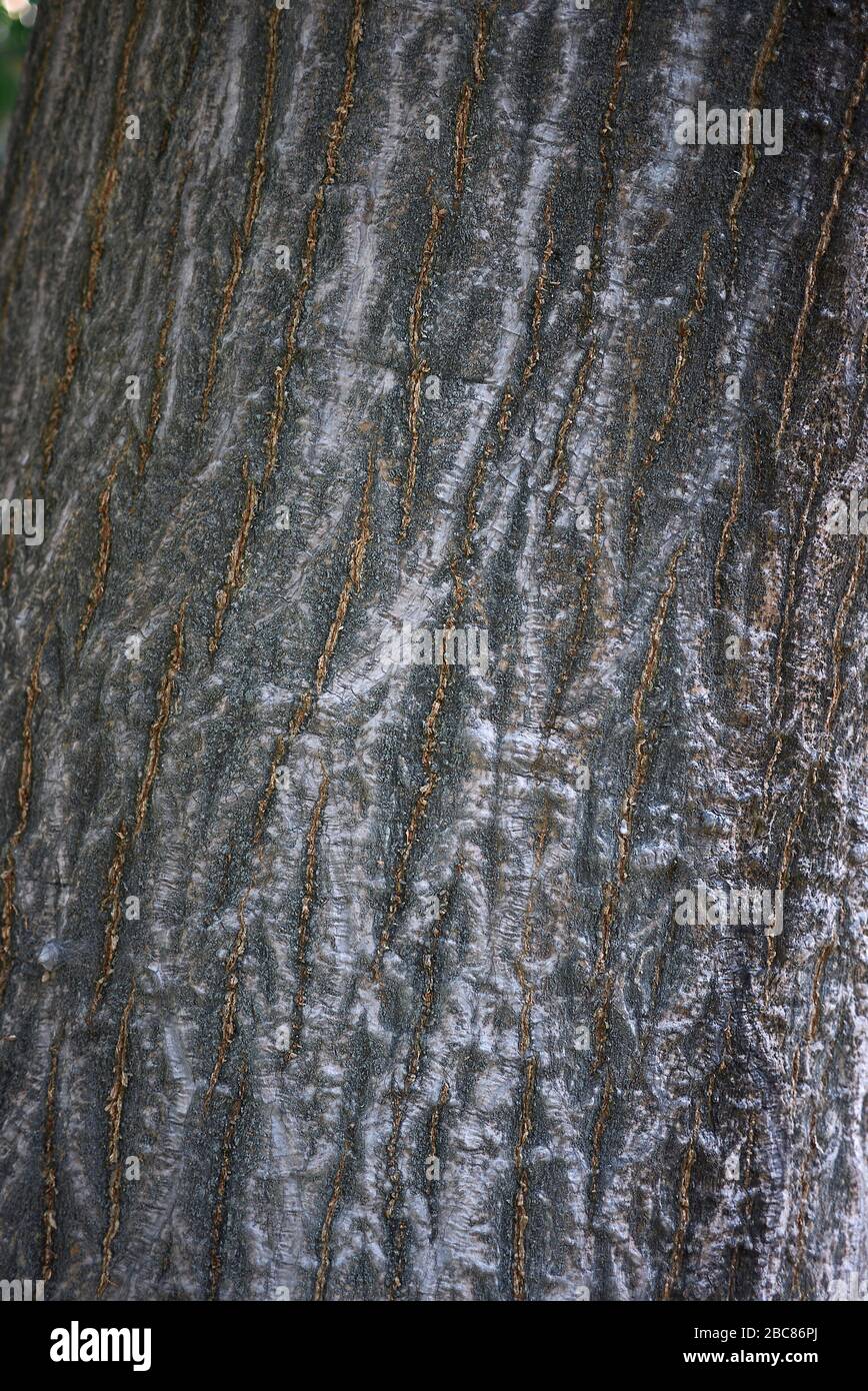 Erythrina corallodendron textured trunk Stock Photo
