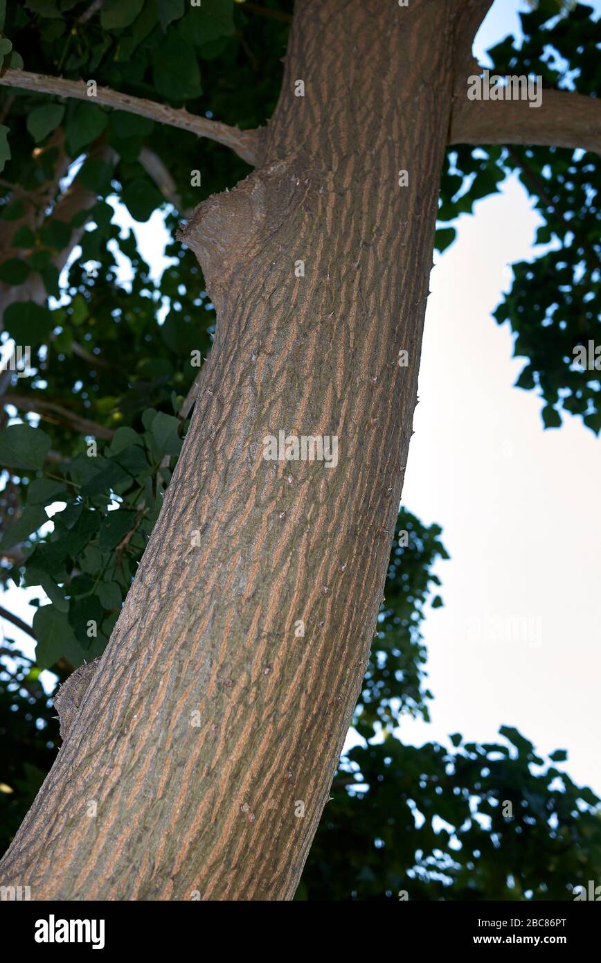 Erythrina corallodendron textured trunk Stock Photo