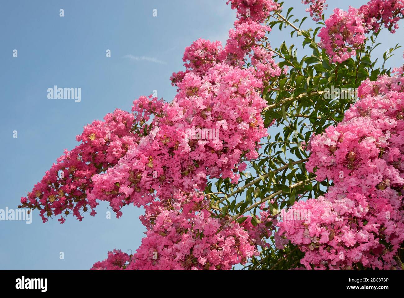 Lagerstroemia indica pink inflorescence Stock Photo - Alamy