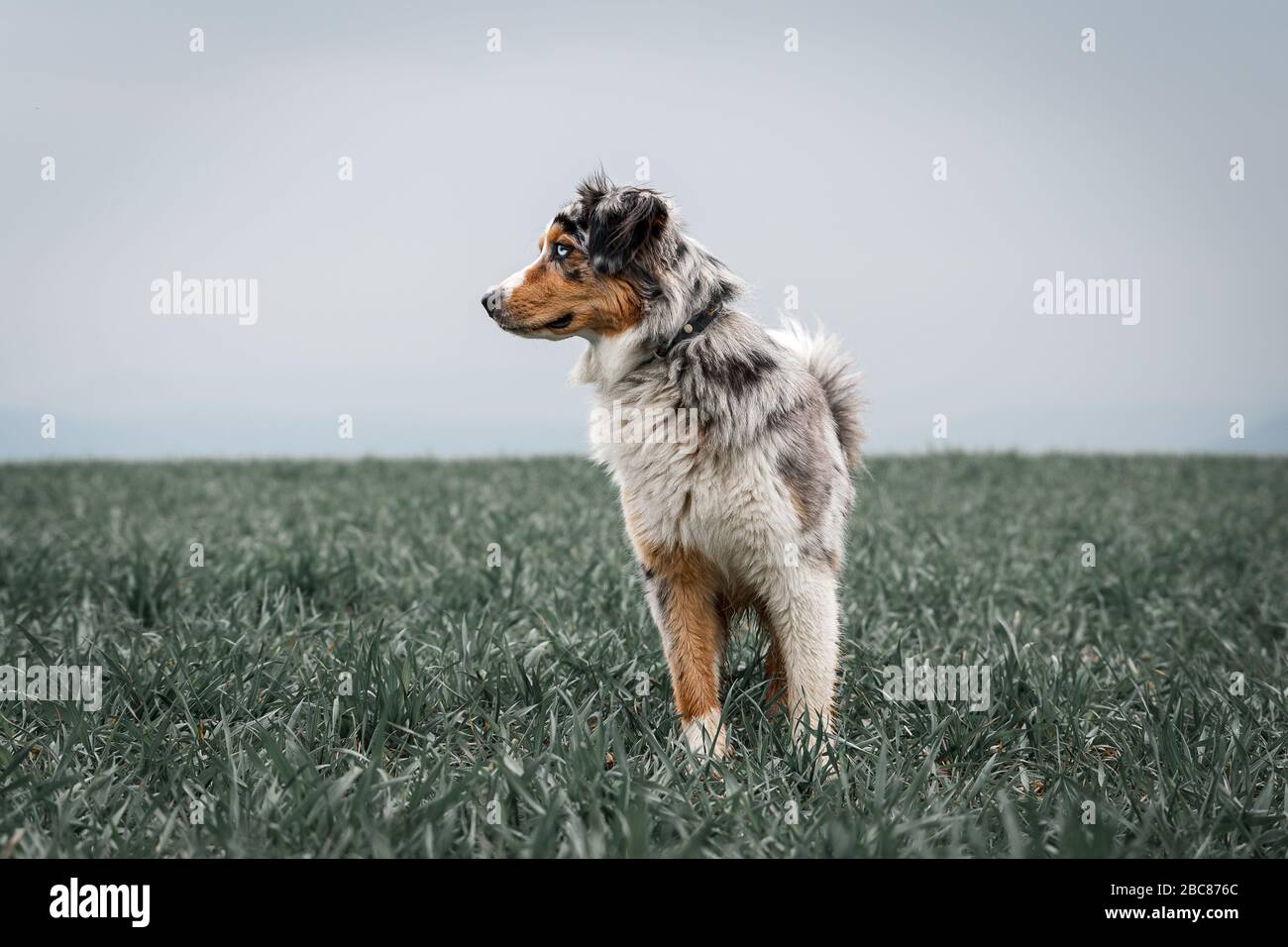 Beautiful young Australian Shepherd standing on a green field looking to the left Stock Photo
