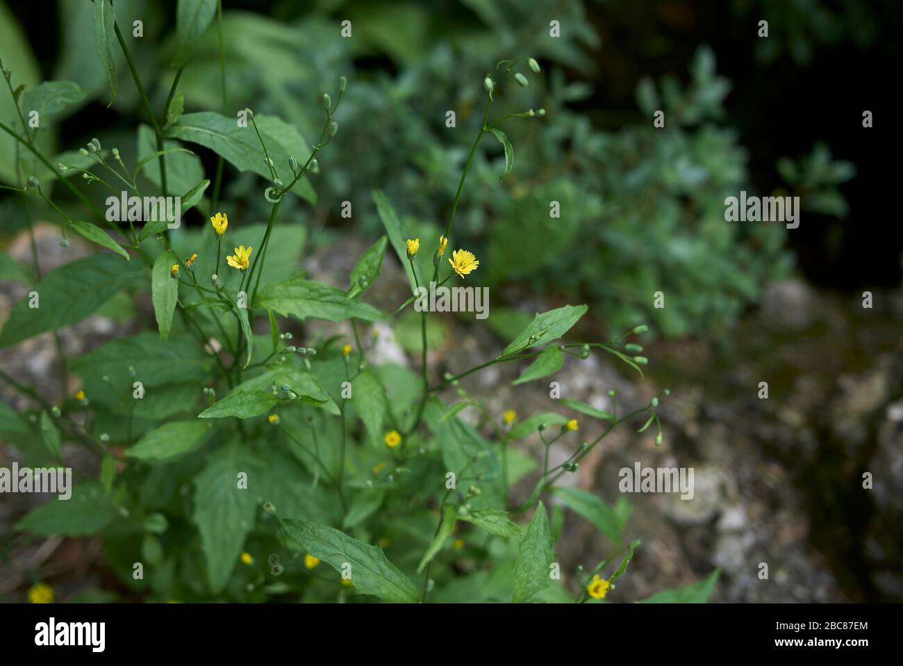 Lapsana communis with yellow flowers Stock Photo