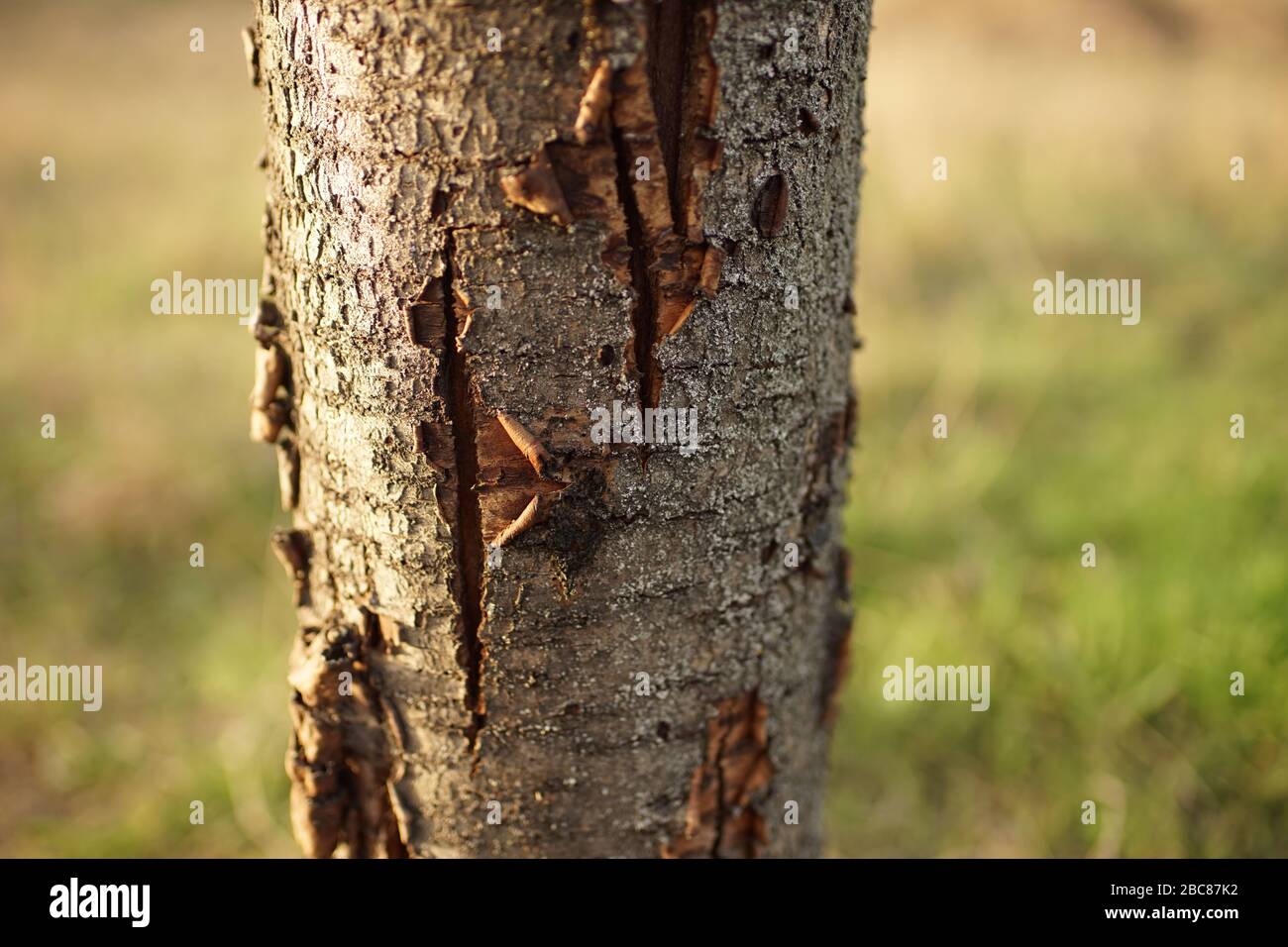 tree trunk sweet cherry tree with scrubbing bark closeup Stock Photo