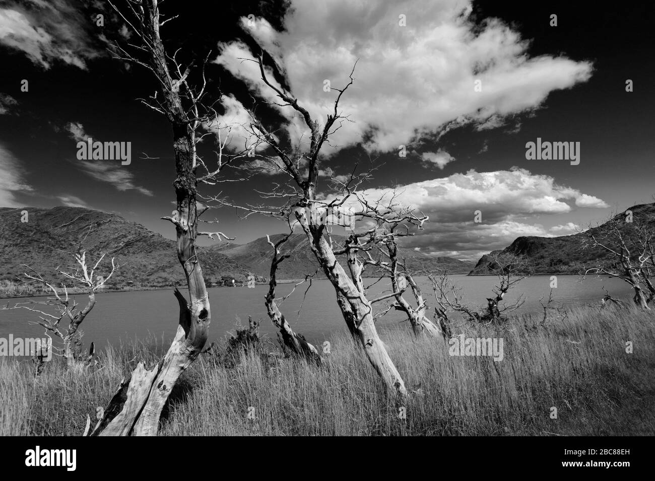 Summer view of Lago Pehoe, Torres de Paine, Magallanes region, Patagonia, Chile, South America Stock Photo