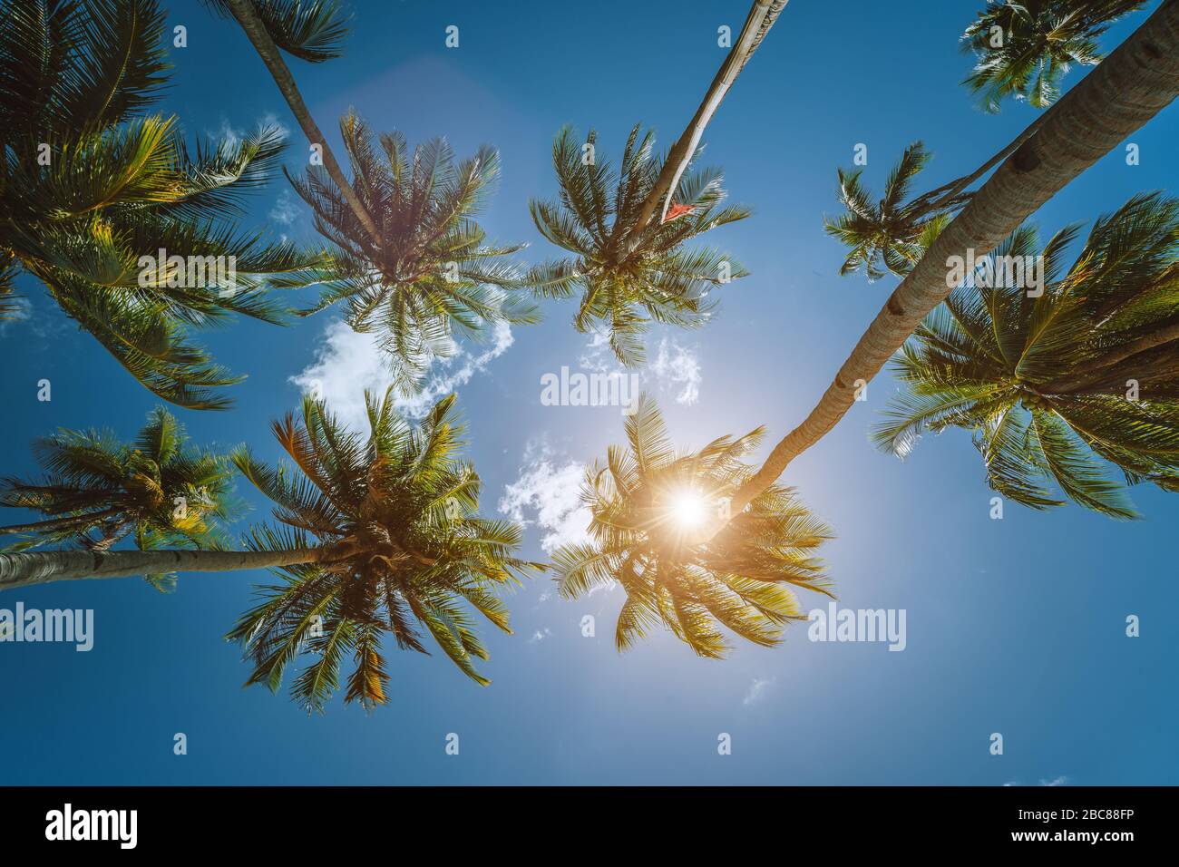 Coconut palm trees tops with sun shining through leaves, view from below. Getaway summer travel concept. Stock Photo