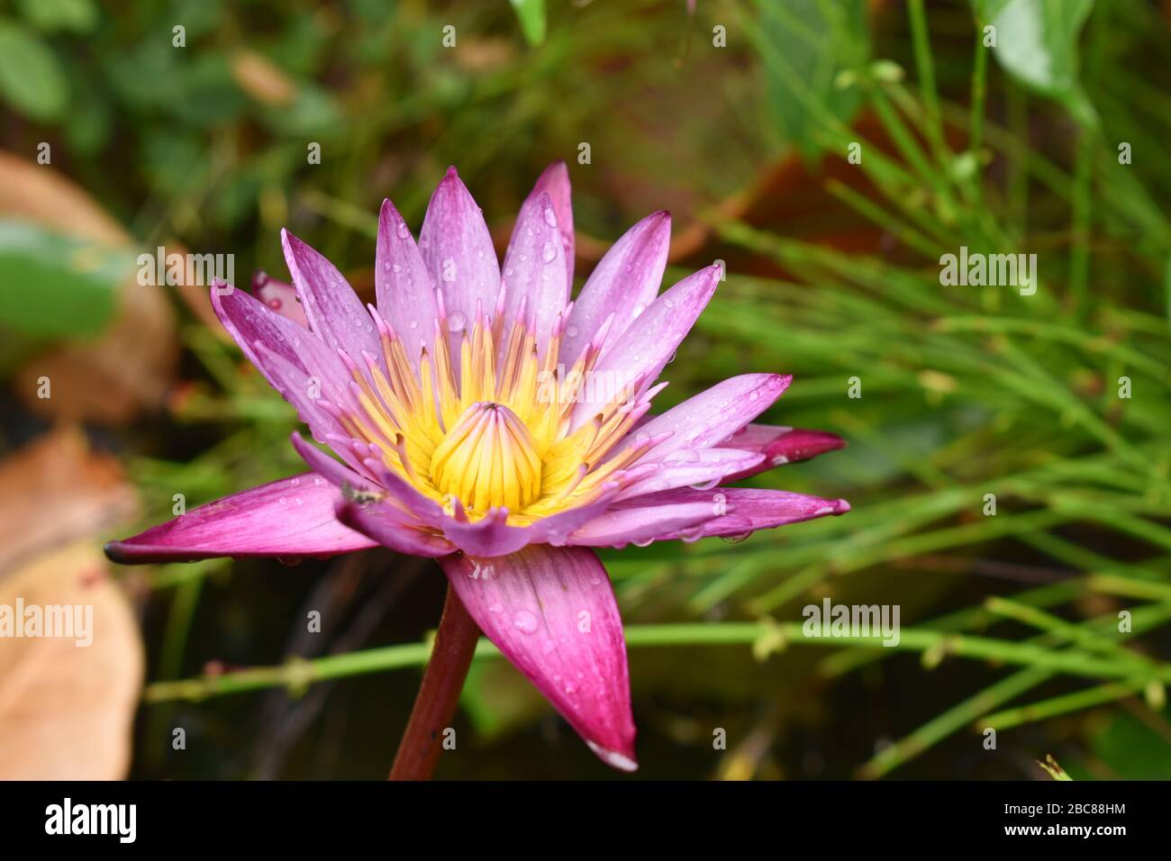 purple lotus water lily flower blooming in water Stock Photo - Alamy