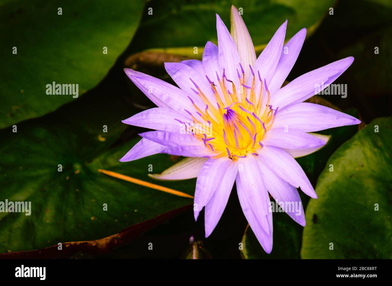 A close up shot of a lily Stock Photo