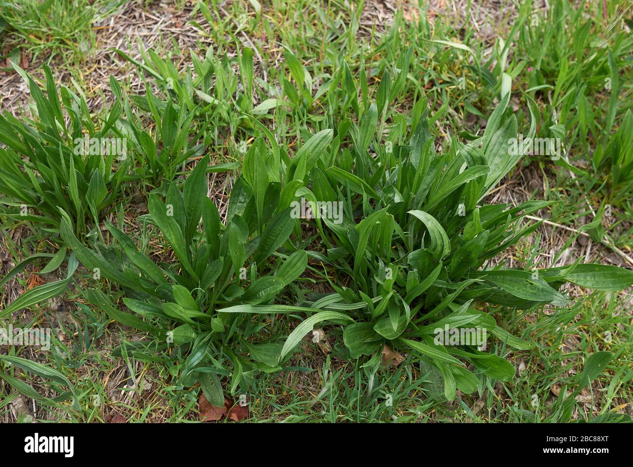 Plantago lanceolata fresh leaves and flowers Stock Photo