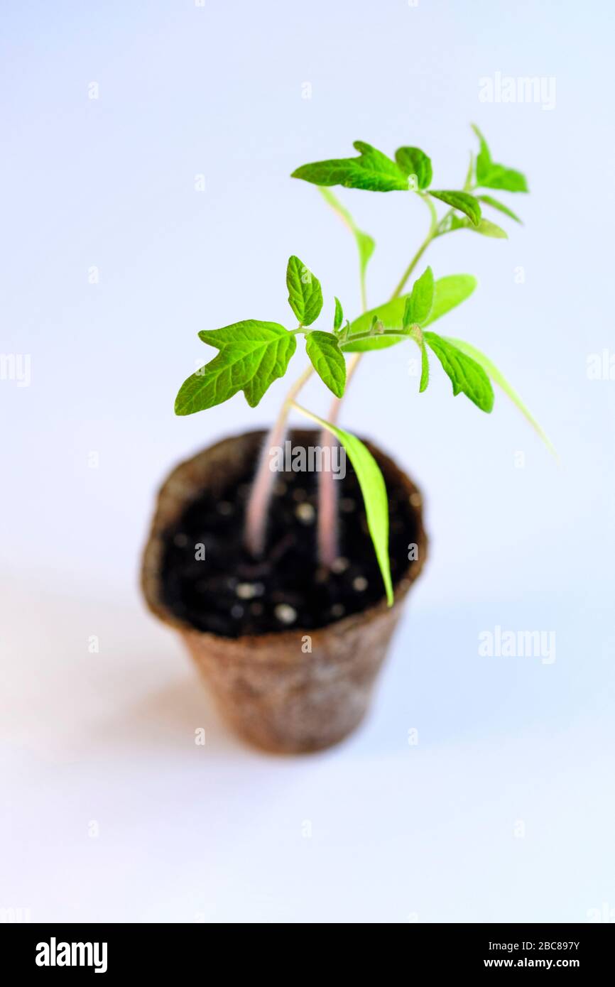 Tomato seedling Stock Photo
