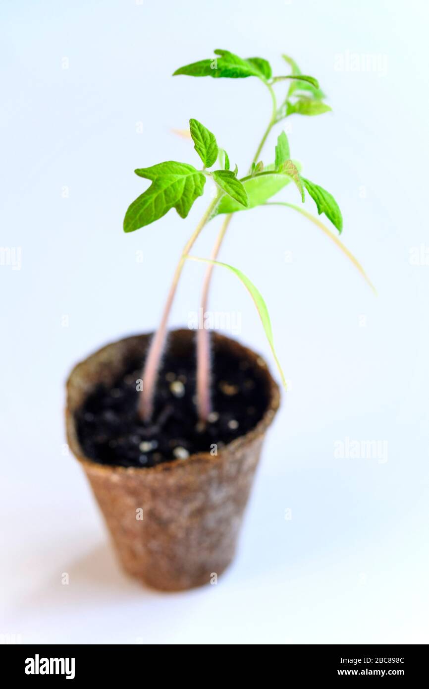 Tomato seedling Stock Photo