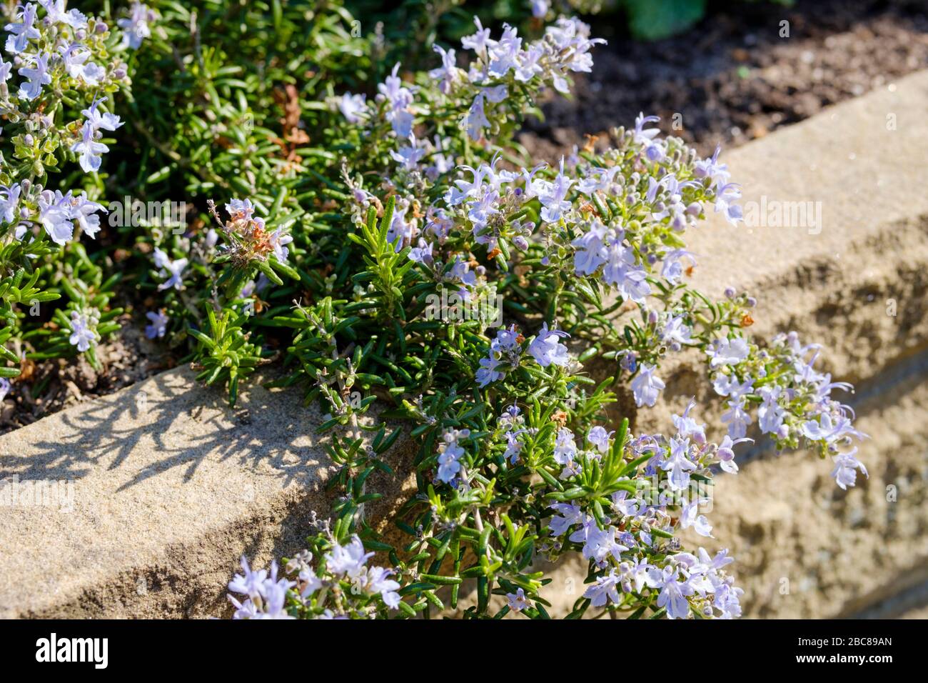Wild thyme in bloom Stock Photo Alamy