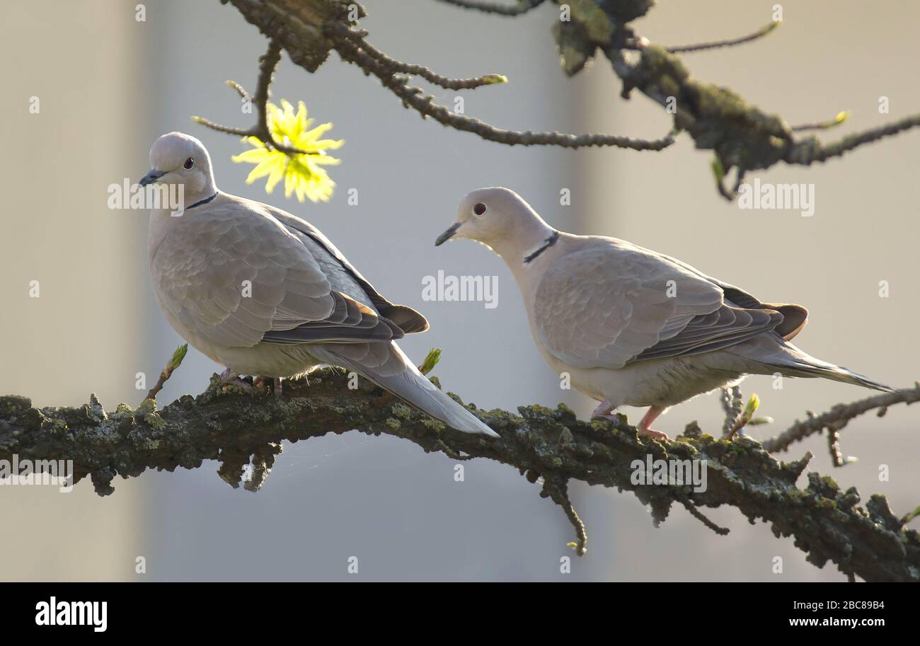 An african collared dove Stock Photo Alamy