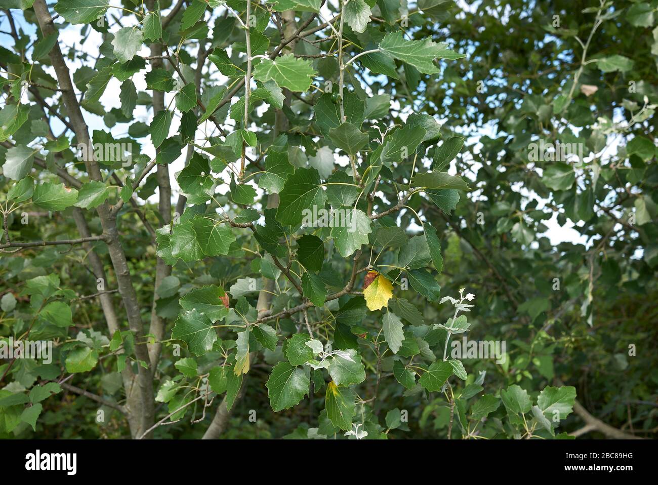 Populus alba silver foliage Stock Photo