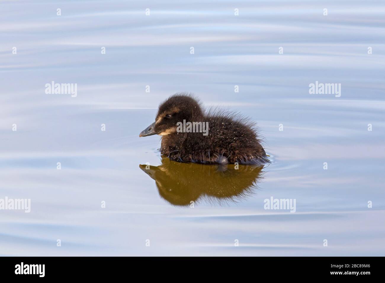 Cute common eider duck (Somateria mollissima) chick swimming in sea Stock Photo